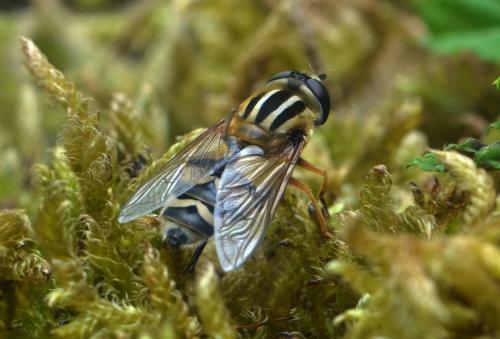 Réf. 213 913 : Helophilus trivittatus